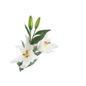 Lilium white silk 97cm prijs per stuk